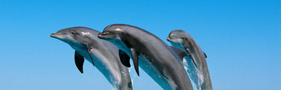 dolphins