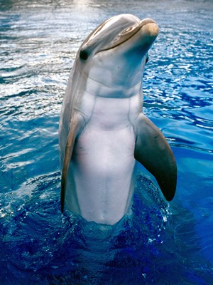 dolphin3
